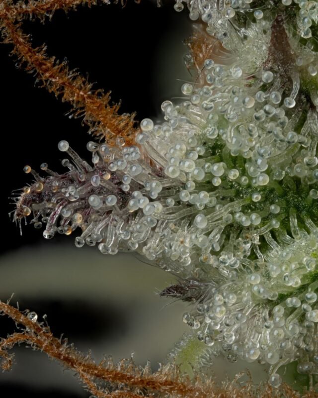 Cali Mousse Hash